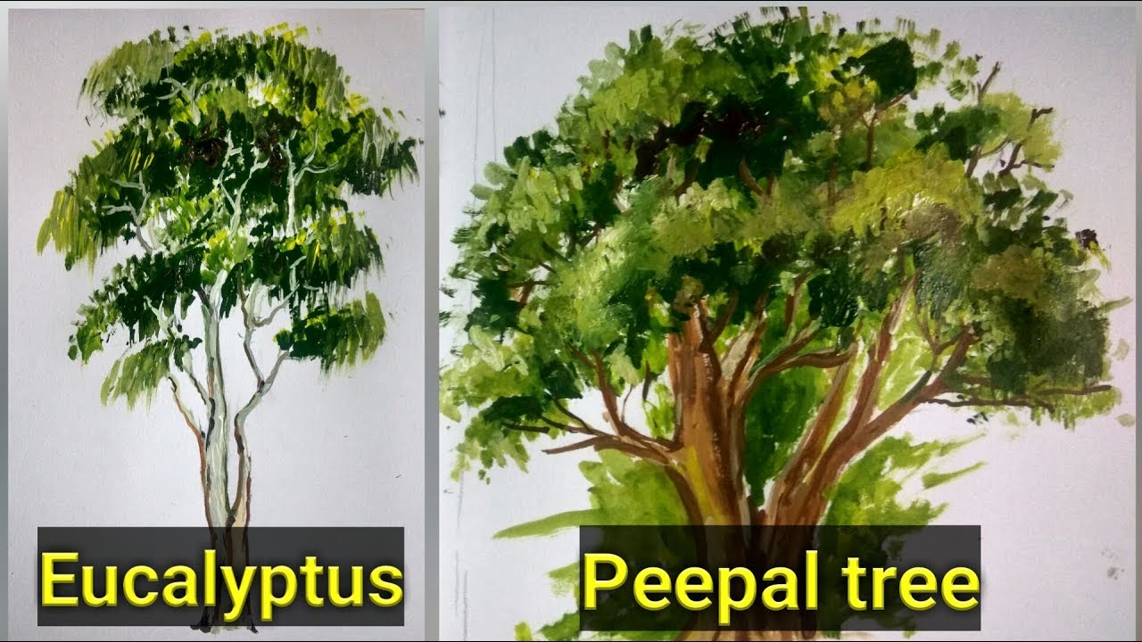 1280x720 how to draw and paint eucalyptus and peepal tree in acrylic - Eucalyptus Drawing