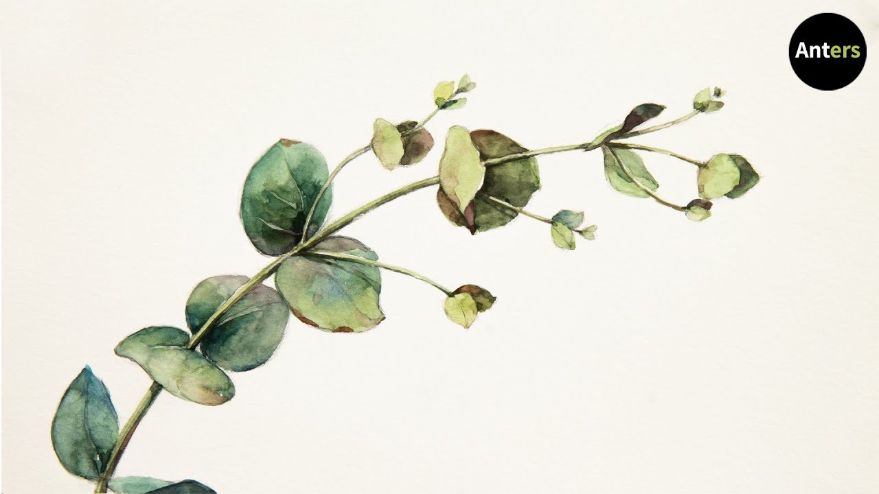 1280x720 how to draw eucalyptus in watercolor - Eucalyptus Drawing