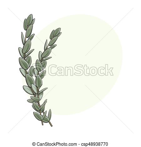 450x470 two beautiful hand drawn eucalyptus twig, branch decoration - Eucalyptus Drawing