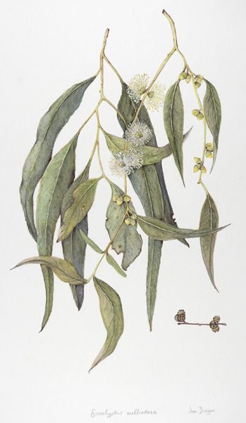 349x600 botanical drawing, botanical illustration, and eucalyptus - Eucalyptus Drawing