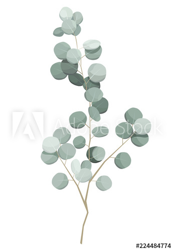 347x500 vector isolated illustration of a eucalyptus plant, a drawing - Eucalyptus Drawing