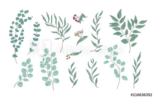 500x320 bundle of elegant detailed drawings of various eucalyptus branches - Eucalyptus Drawing