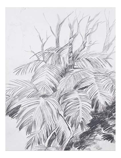 424x550 Chitrakala Art Eucalyptus Leaves Drawing - Eucalyptus Leaves Drawing