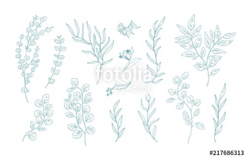 500x320 Collection Of Various Eucalyptus Branches With Leaves Hand Drawn - Eucalyptus Leaves Drawing
