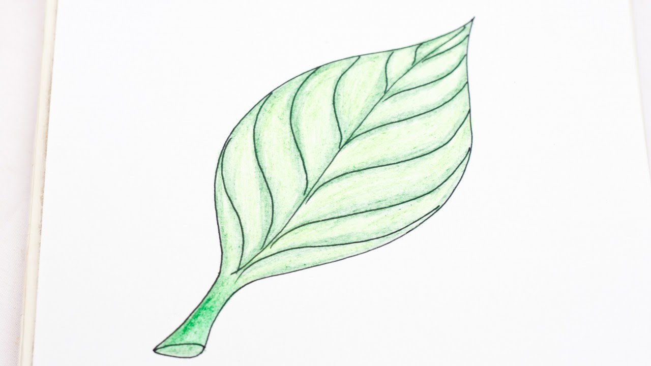 Eucalyptus Leaves Drawing at Explore collection of