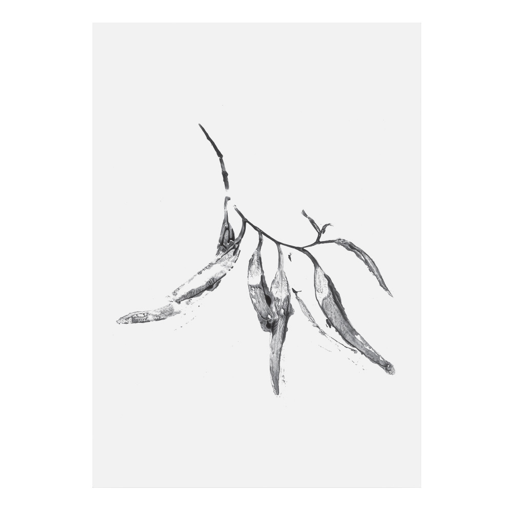 1000x1000 Eucalyptus Leaves Printed Wall Art Temple Webster - Eucalyptus Leaves Drawing