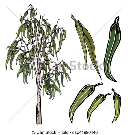 450x470 Eucalyptus Tree Drawing Clipart Clip Art Images - Eucalyptus Leaves Drawing