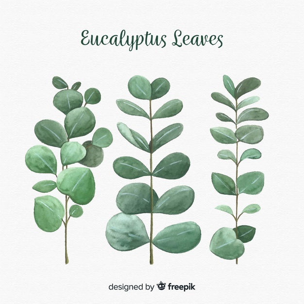626x626 Eucalyptus Vectors, Photos And Free Download - Eucalyptus Leaves Drawing