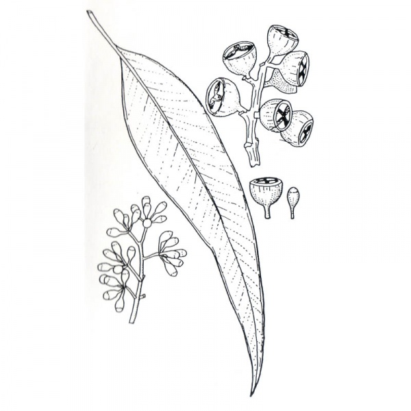 Eucalyptus Leaves Drawing at PaintingValley.com | Explore collection of