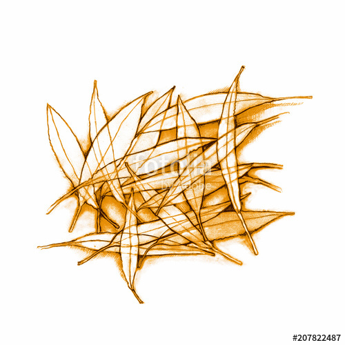 500x500 Eucalyptus Leaves Pencil Drawing Leaves On White Background - Eucalyptus Leaves Drawing