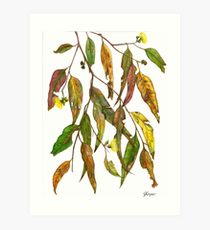 210x230 Gum Leaves Drawing Art Prints Redbubble - Eucalyptus Leaves Drawing