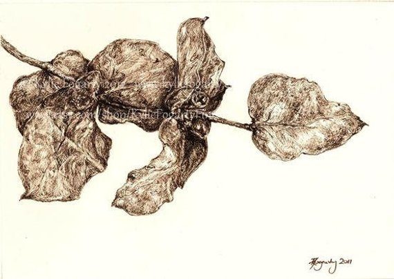 570x404 Ink Drawing Of Australian Leaf Aceo Fine Art Print From Etsy - Eucalyptus Leaves Drawing