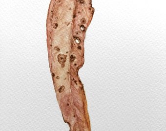 340x270 Small Watercolour Painting Dry Eucalyptus Leaves Green Etsy - Eucalyptus Leaves Drawing