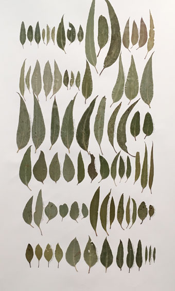 340x567 The Colour Of Eucalyptus Sally Blake - Eucalyptus Leaves Drawing