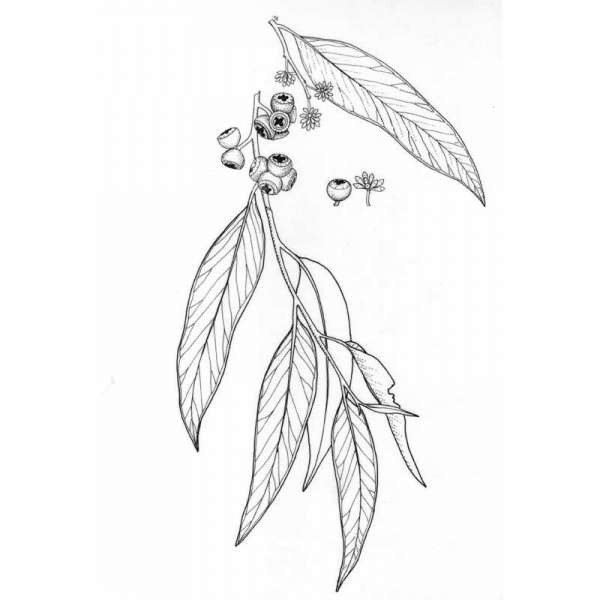 Eucalyptus Leaves Drawing at Explore collection of