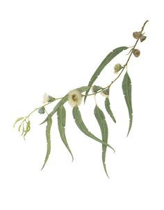 236x303 Best Eucalyptus Leaves Images Botanical Drawings, Aussies - Eucalyptus Leaves Drawing