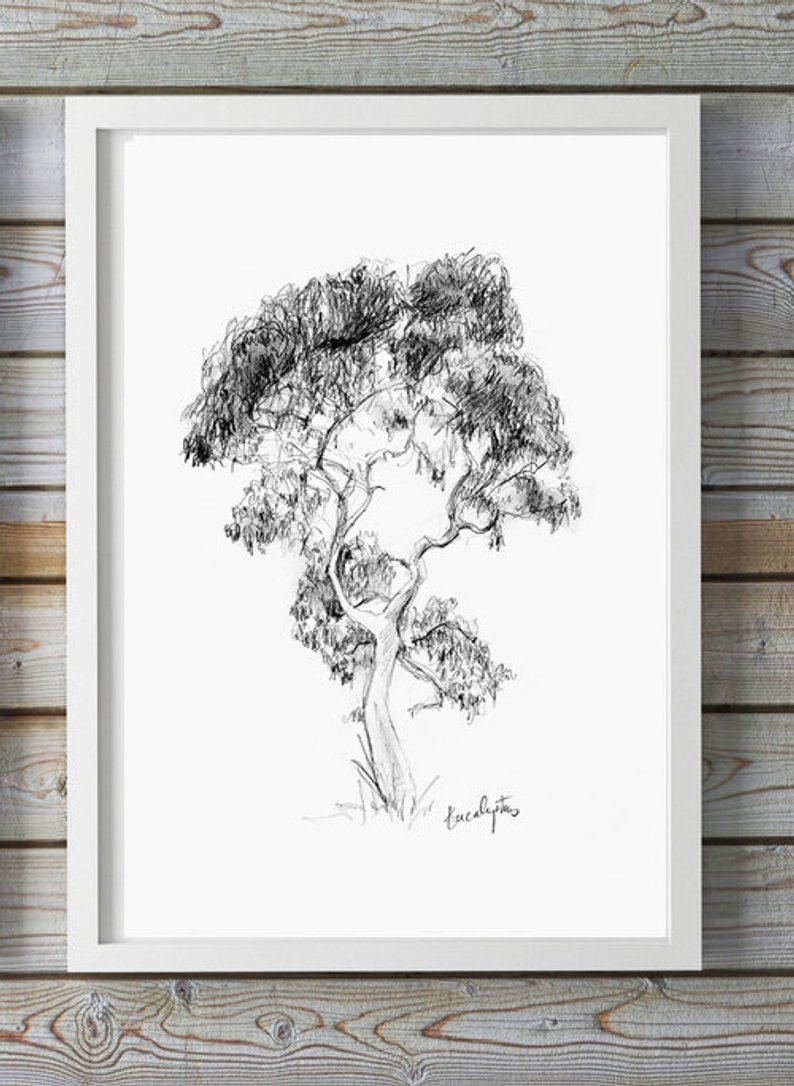 Eucalyptus Tree Drawing At Paintingvalley Com Explore Collection