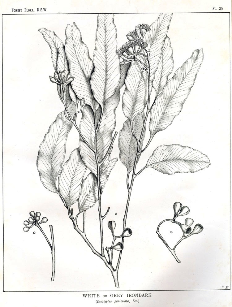 750x992 eucalyptus paniculata - Eucalyptus Tree Drawing