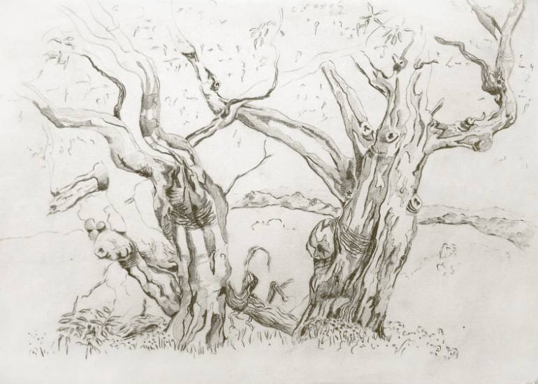 770x550 eucalyptus tree drawing - Eucalyptus Tree Drawing