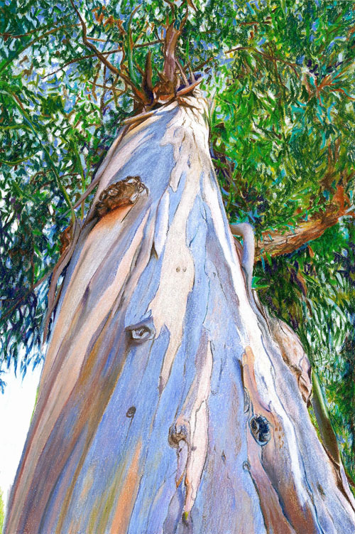 500x751 Ester Roi Blog - Eucalyptus Tree Drawing