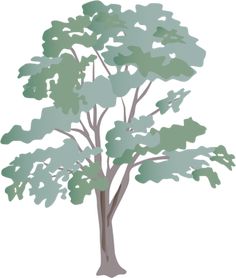 236x278 Best Plants For Photoshop Images Photoshop, Water Colors - Eucalyptus Tree Drawing