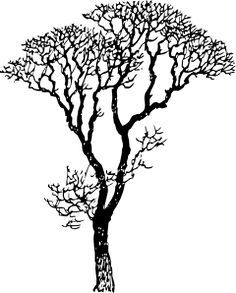 236x293 image result for eucalyptus tree illustration ink tree stencil - Eucalyptus Tree Drawing