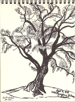 320x432 September Is Draw A Tree Month - Eucalyptus Tree Drawing
