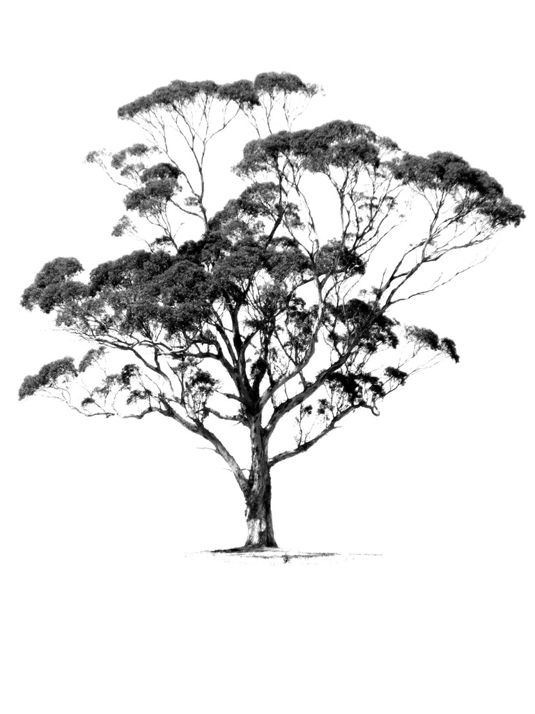 Eucalyptus Tree Drawing at Explore collection of