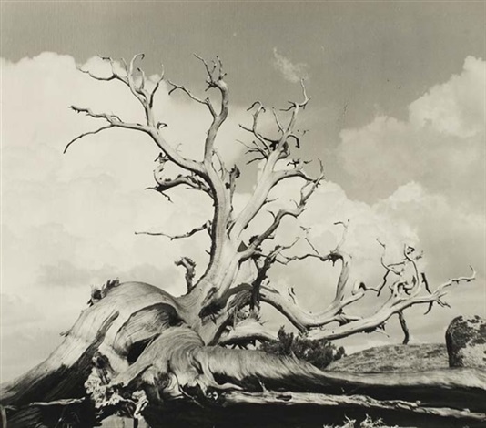 534x470 weathered tree eucalyptus trees and san francisco skyline works - Eucalyptus Tree Drawing