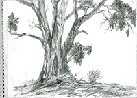 200x144 arts stuff eucalyptus tree sketch - Eucalyptus Tree Drawing