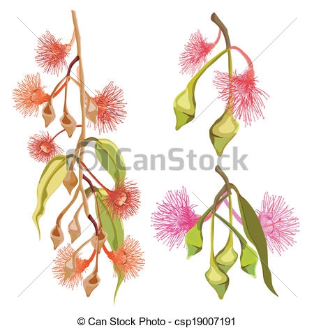 450x470 Clip Art Gum Tree Illustrations And Clip Art - Eucalyptus Tree Drawing