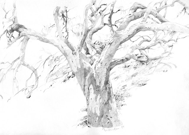 640x459 eucalyptus tree albrecht rissler's drawing landscape - Eucalyptus Tree Drawing