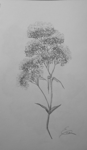 371x640 eve co artwork queen annes lace original drawing pencil still - Eve Drawing