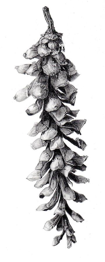 361x900 Eastern White Pine Drawing - Evergreen Drawing