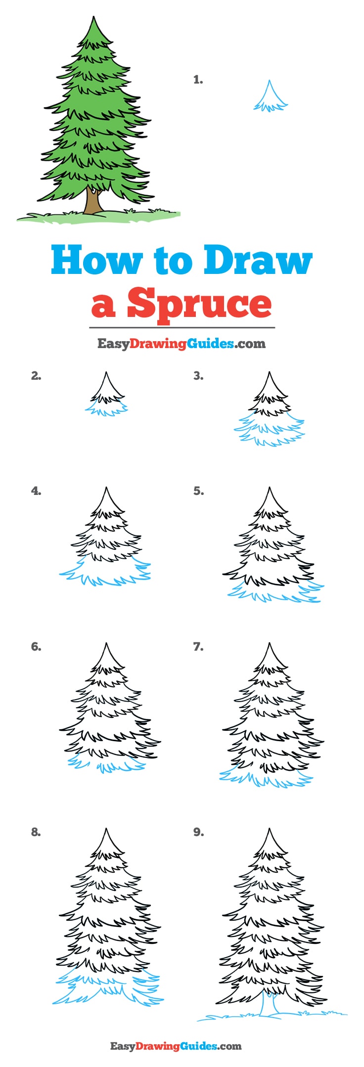 736x2158 How To Draw A Spruce Tree - Evergreen Drawing