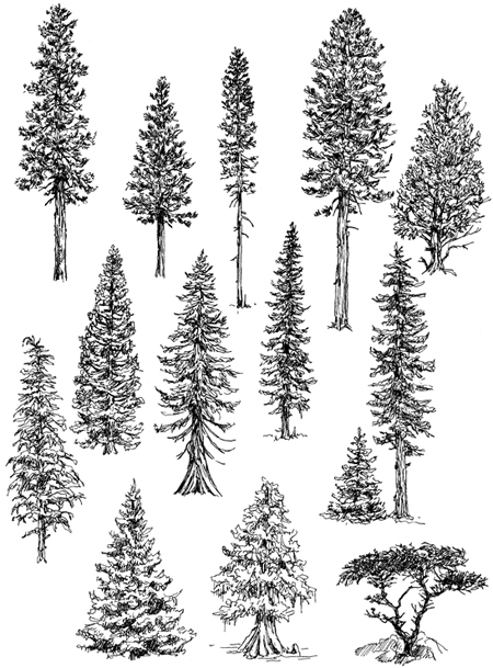 450x609 How To Draw Trees Conifers - Evergreen Drawing