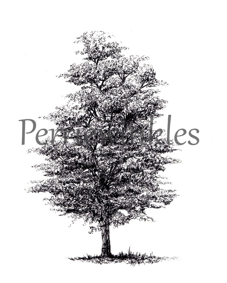 794x992 Tree Drawing Pine Tree Evergreen Ink Drawing Ink Art Etsy - Evergreen Drawing