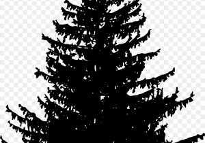300x210 pine tree drawing evergreen tree drawing at getdrawings free - Evergreen Tree Drawing