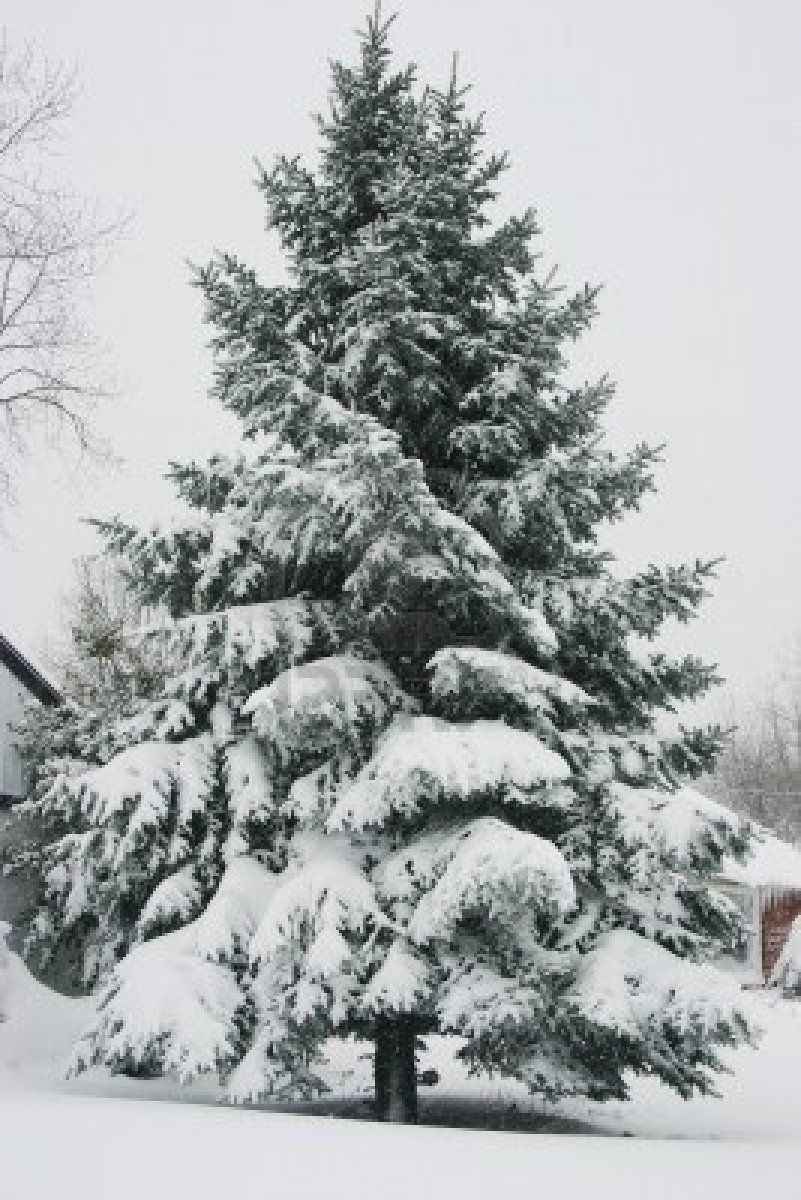 801x1200 snowy evergreen trees drawing - Evergreen Tree Drawing