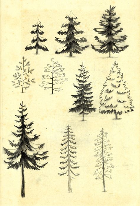 Evergreen Tree Drawing at PaintingValley.com | Explore collection of ...