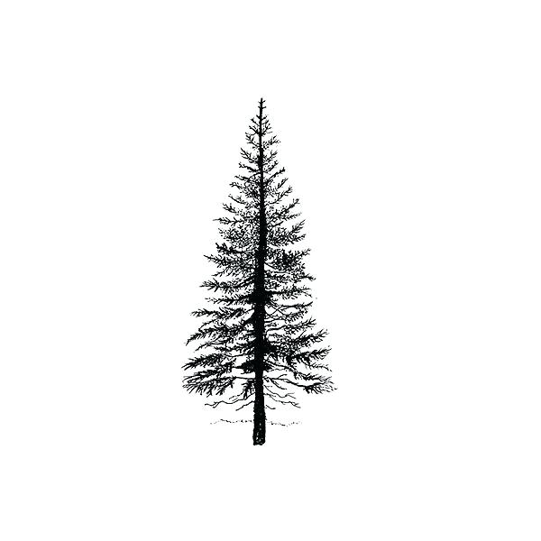 Evergreen Tree Drawing at PaintingValley.com | Explore collection of ...