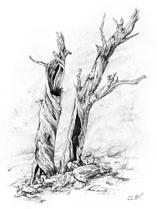 225x300 evergreen trees drawings fine art america - Evergreen Tree Drawing