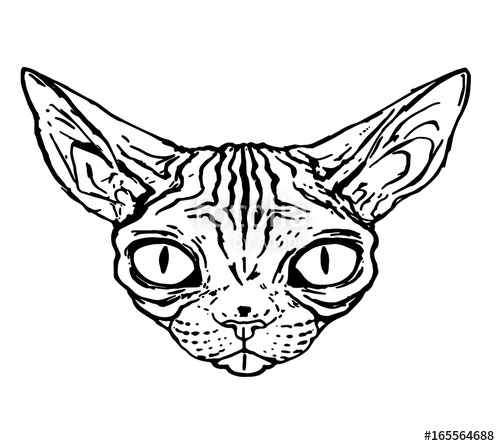 500x446 Sketch Of Evil Cat Of The Sphinx, Close Up, Isolated Stock Image - Evil Cat Drawing