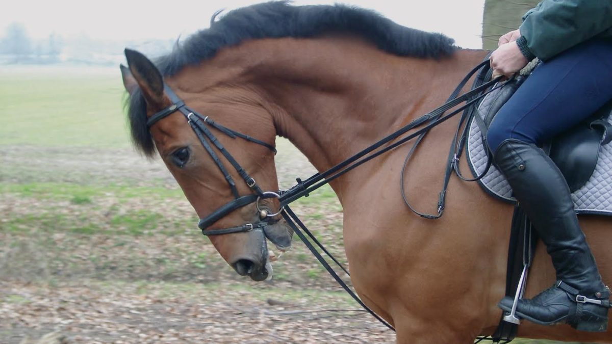 1200x675 six reasons to stay away from draw reins - Evil Horse Drawings