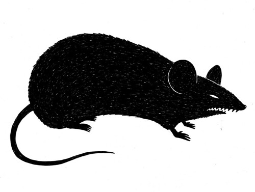 500x377 Mildred Town Rats - Evil Rat Drawing