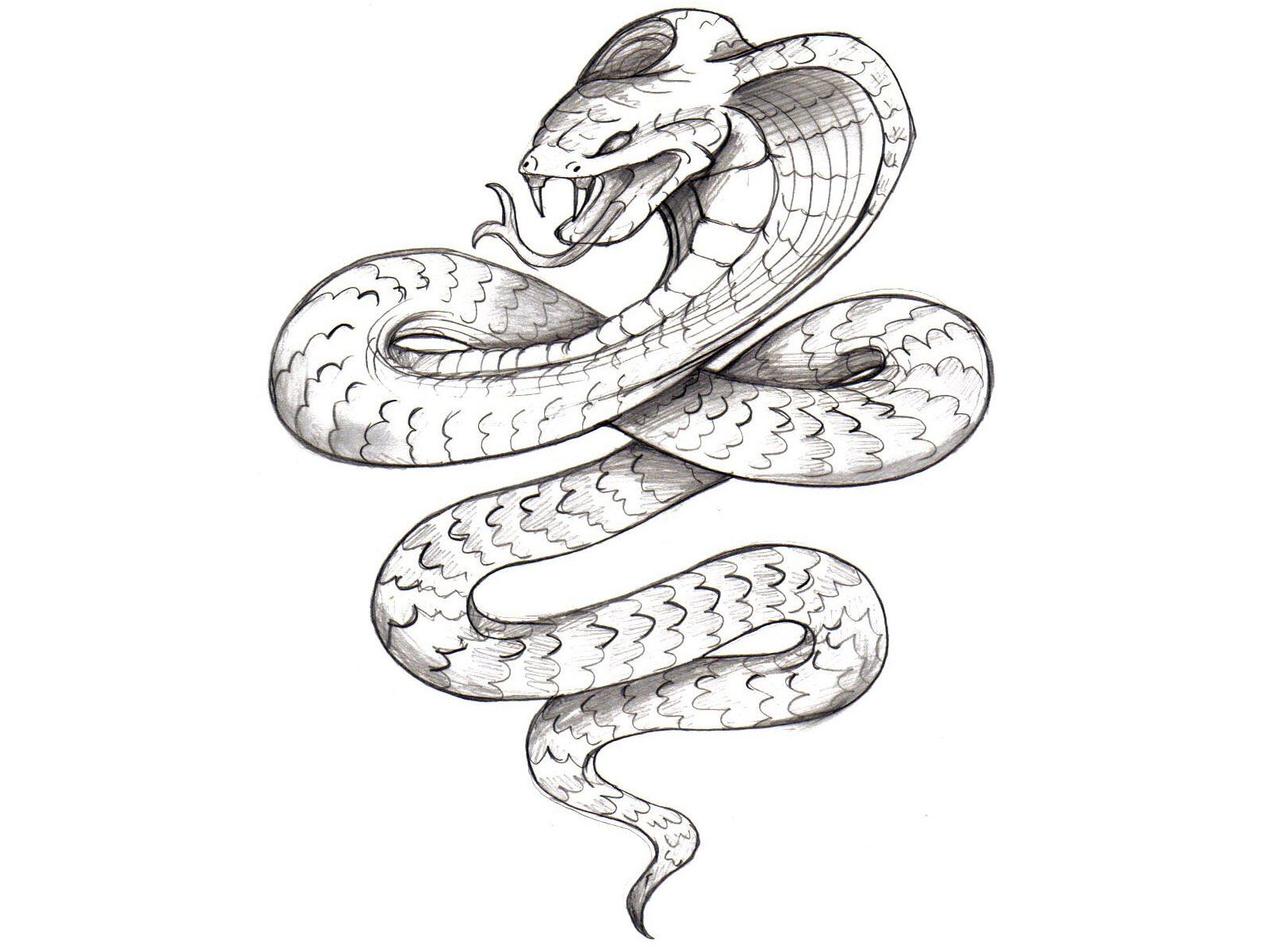 1600x1200 Snake Head Tattoo Name Tattoo Designsfree Designs Evil - Evil Snake Drawing