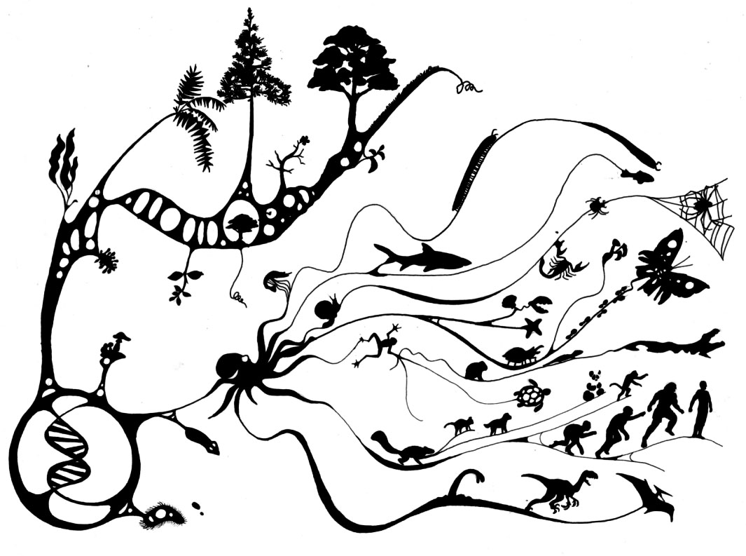 1065x793 how predictable is evolution deskarati - Evolution Drawing