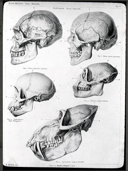 448x596 human evolution drawing from the evidence - Evolution Drawing