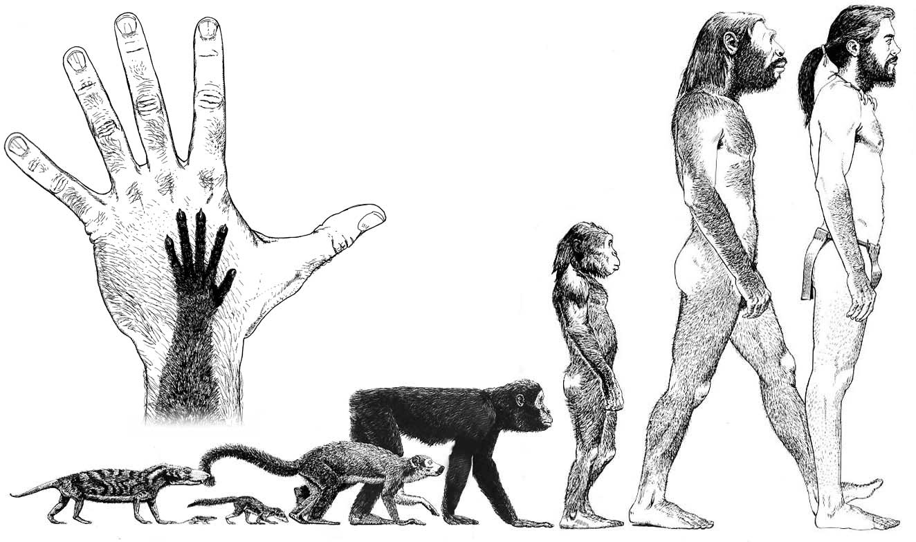 1324x784 evolution of man - Evolution Of Man Drawing