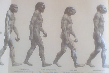 448x300 human evolution sequence - Evolution Of Man Drawing
